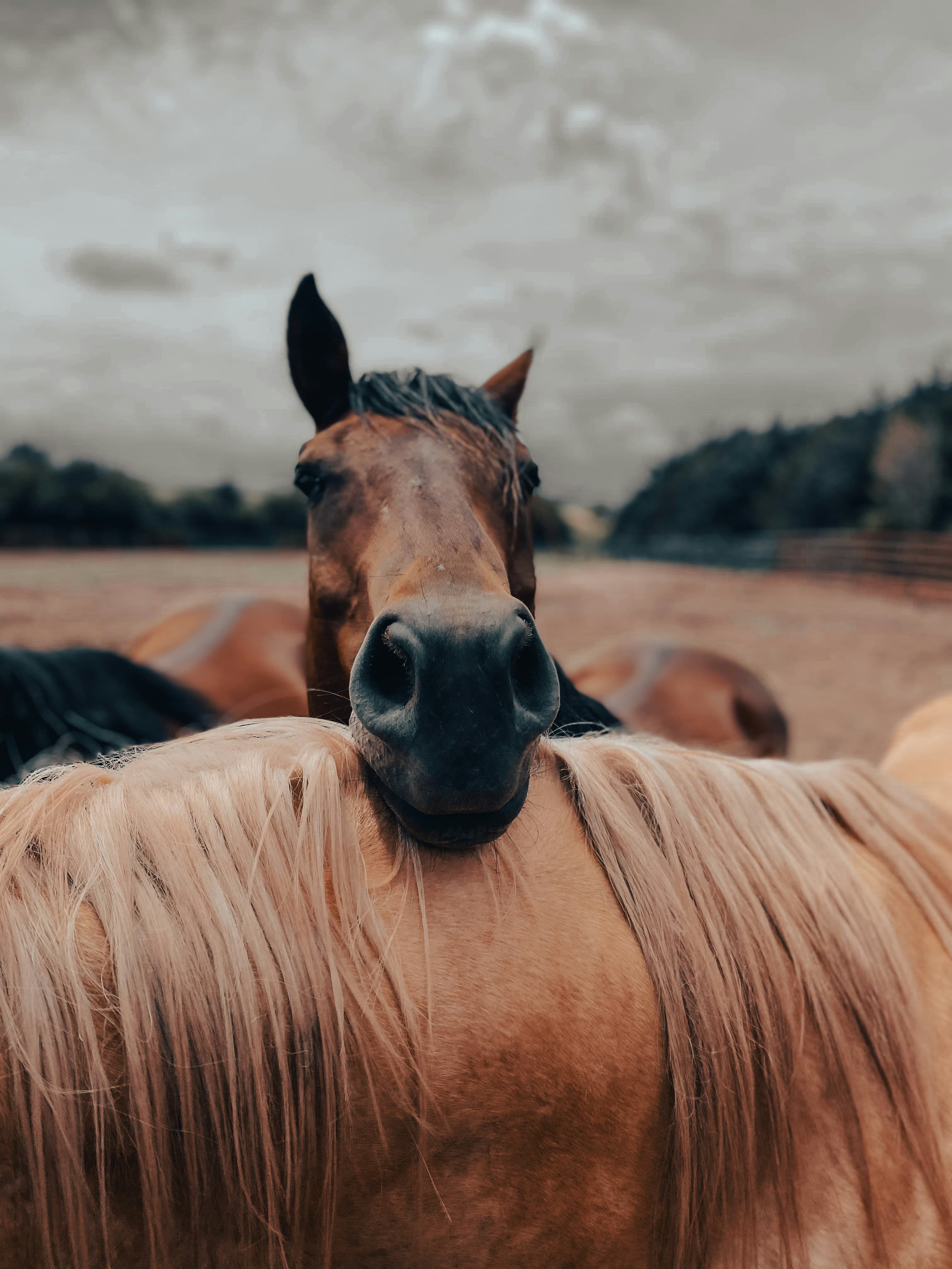 Paard van dichtbij