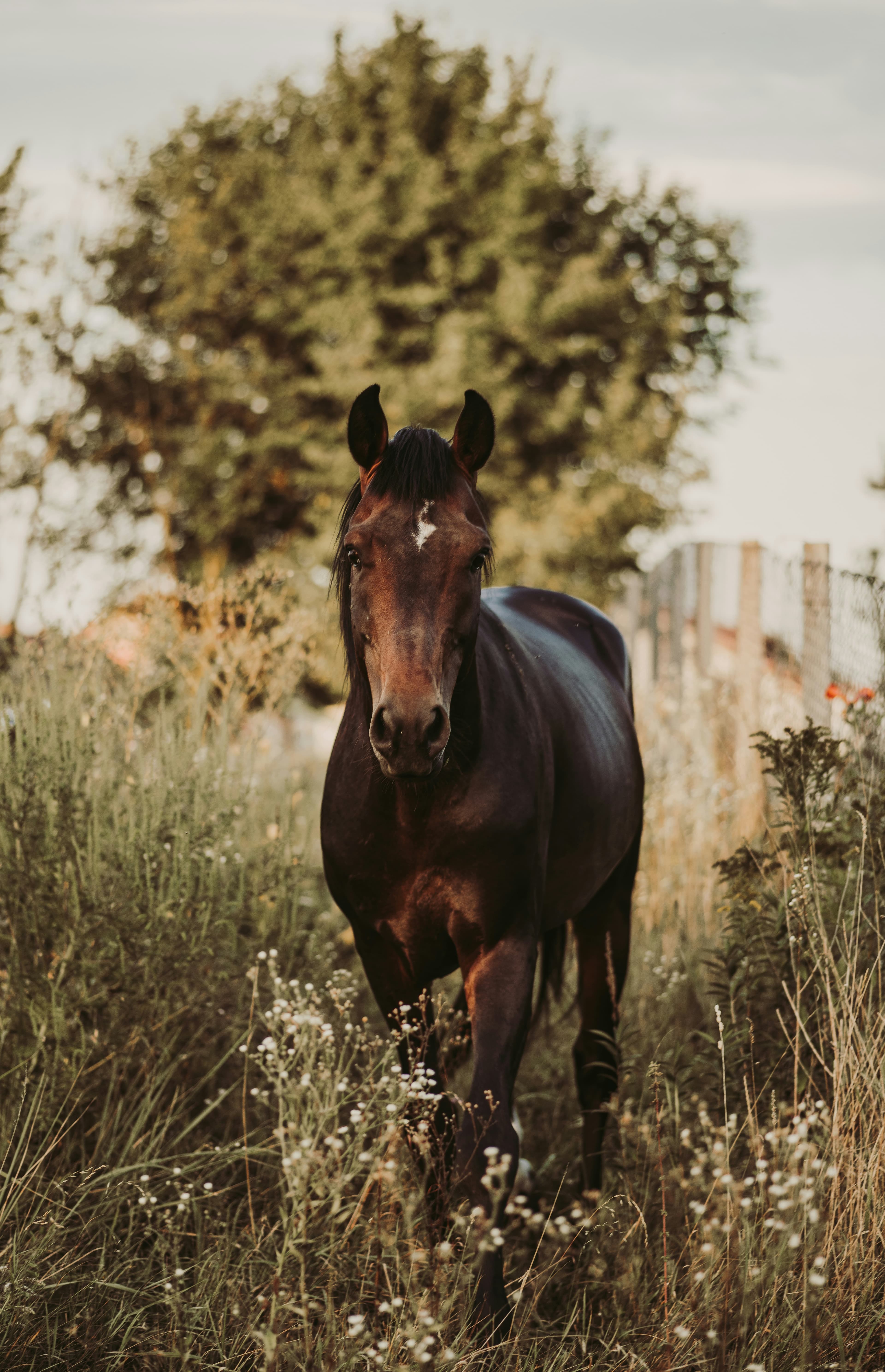 Paard in de wei